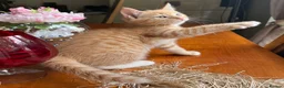 Mixed Breed cats for sale: Ginger Calico Tuxedo Kittens London-Richmond Sale - Advert 21