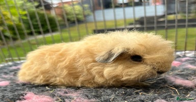 Guinea Pig rodents - Advert 11