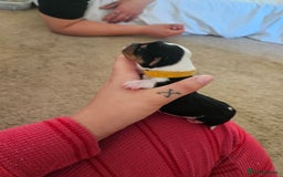 Mixed Breed dogs for sale: Chiweenie Puppies  - Image 9