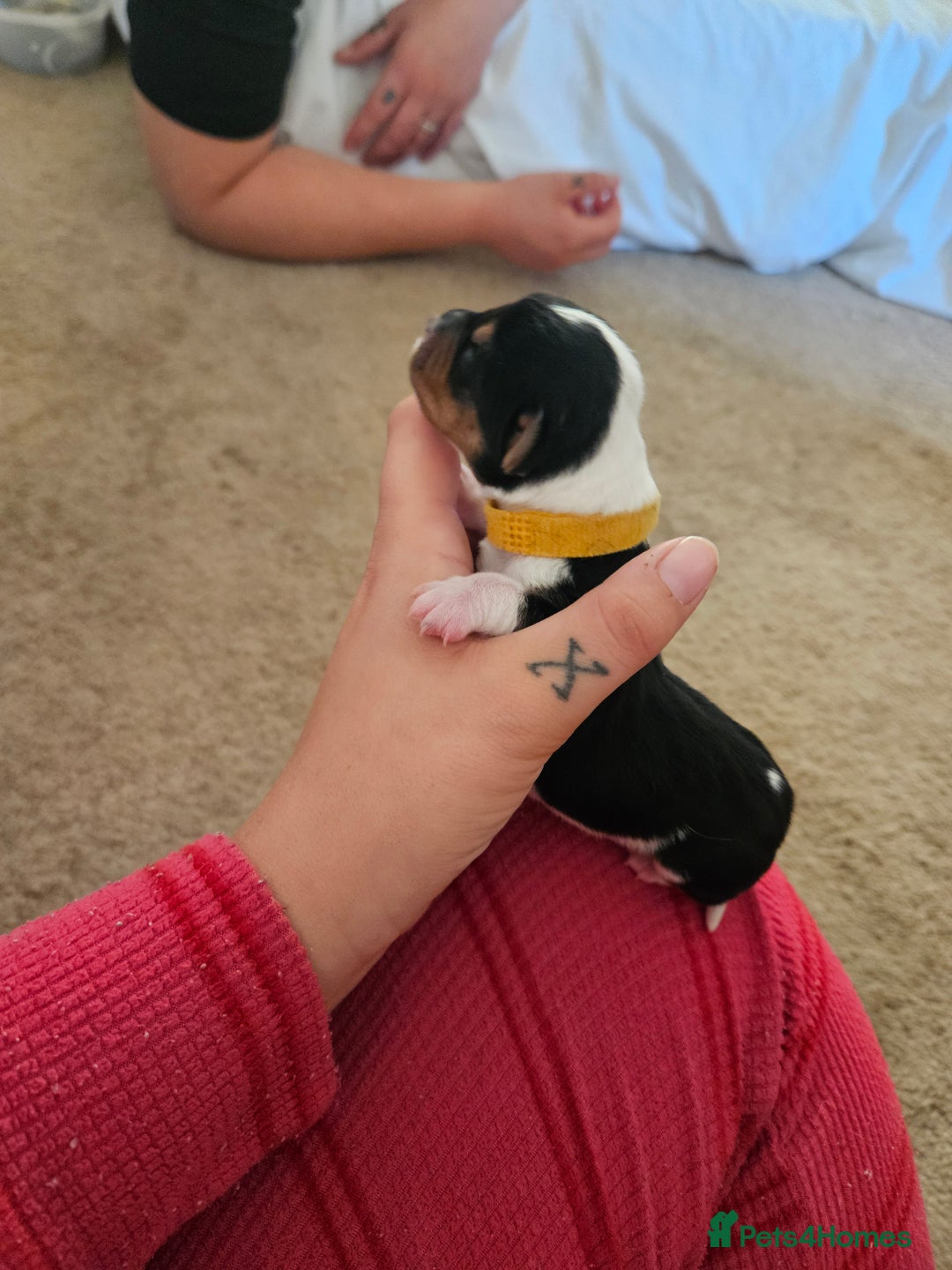 Mixed Breed dogs for sale: Chiweenie Puppies  - Image 9