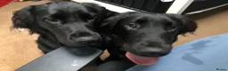 Flat coated Retriever dogs for sale: Flat coat retriever puppies for sale - Advert 18