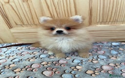 Pomeranian dogs for sale: Two puppies left Ready to Leave  - Image 3