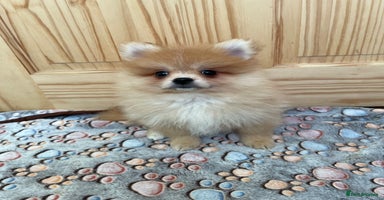 Pomeranian dogs - Advert 11