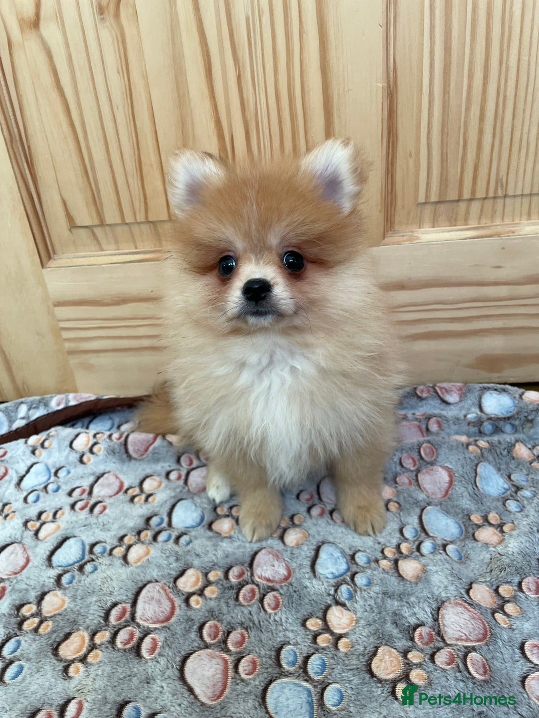 Pomeranian dogs for sale: Two puppies left Ready to Leave  - Image 3