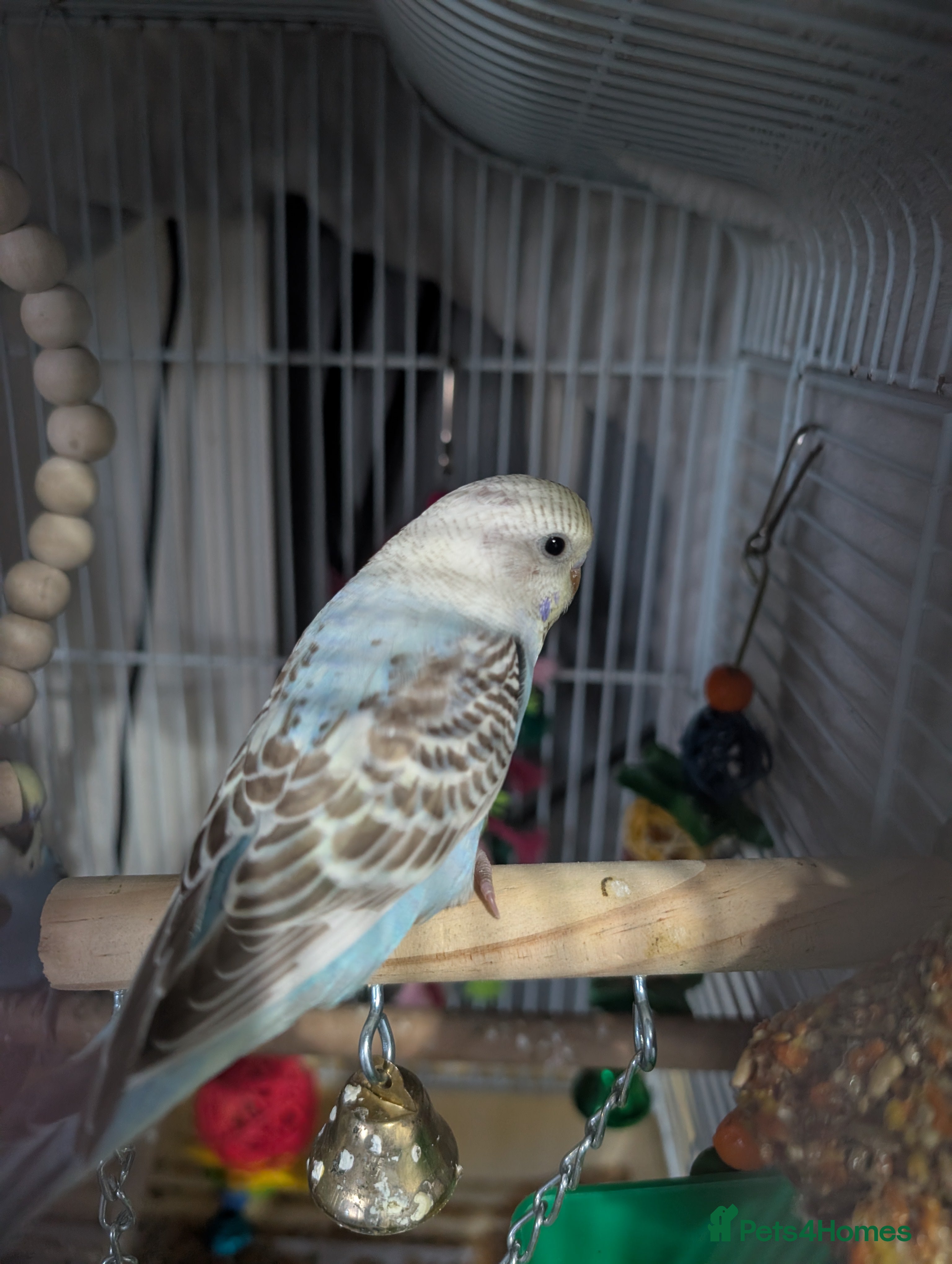 Budgerigars birds Cinnamon baby budgie  and blue  - Advert 7
