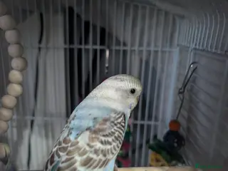 Budgerigars birds Cinnamon baby budgie and blue - Advert 7