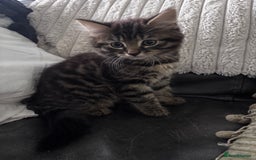 Mixed Breed cats for sale: 3 very fluffy kittens - Image 1