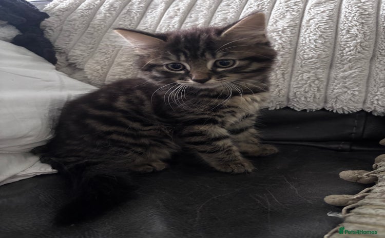 Mixed Breed cats - Advert 10