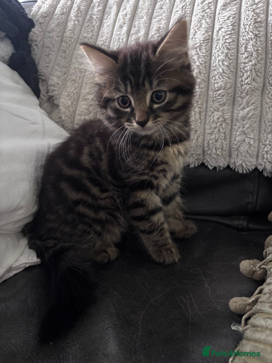Mixed Breed cats for sale: 3 very fluffy kittens - Image 1