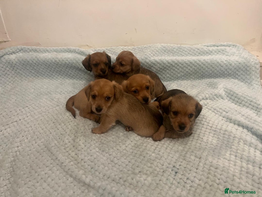 Mixed Breed dogs for sale: Maltipoo cross puppies - Advert 1