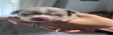Mixed Breed Puppy 1