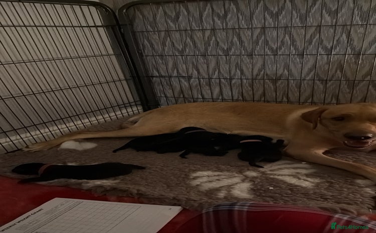 Labrador Retriever dogs - Advert 3