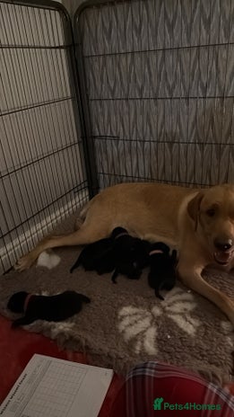 Labrador Retriever dogs - Advert 3