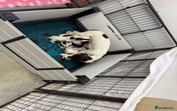 Cocker Spaniel dogs for sale: READY FOR NEW HOMES CAN LEAVE homes health tested  - Image 21