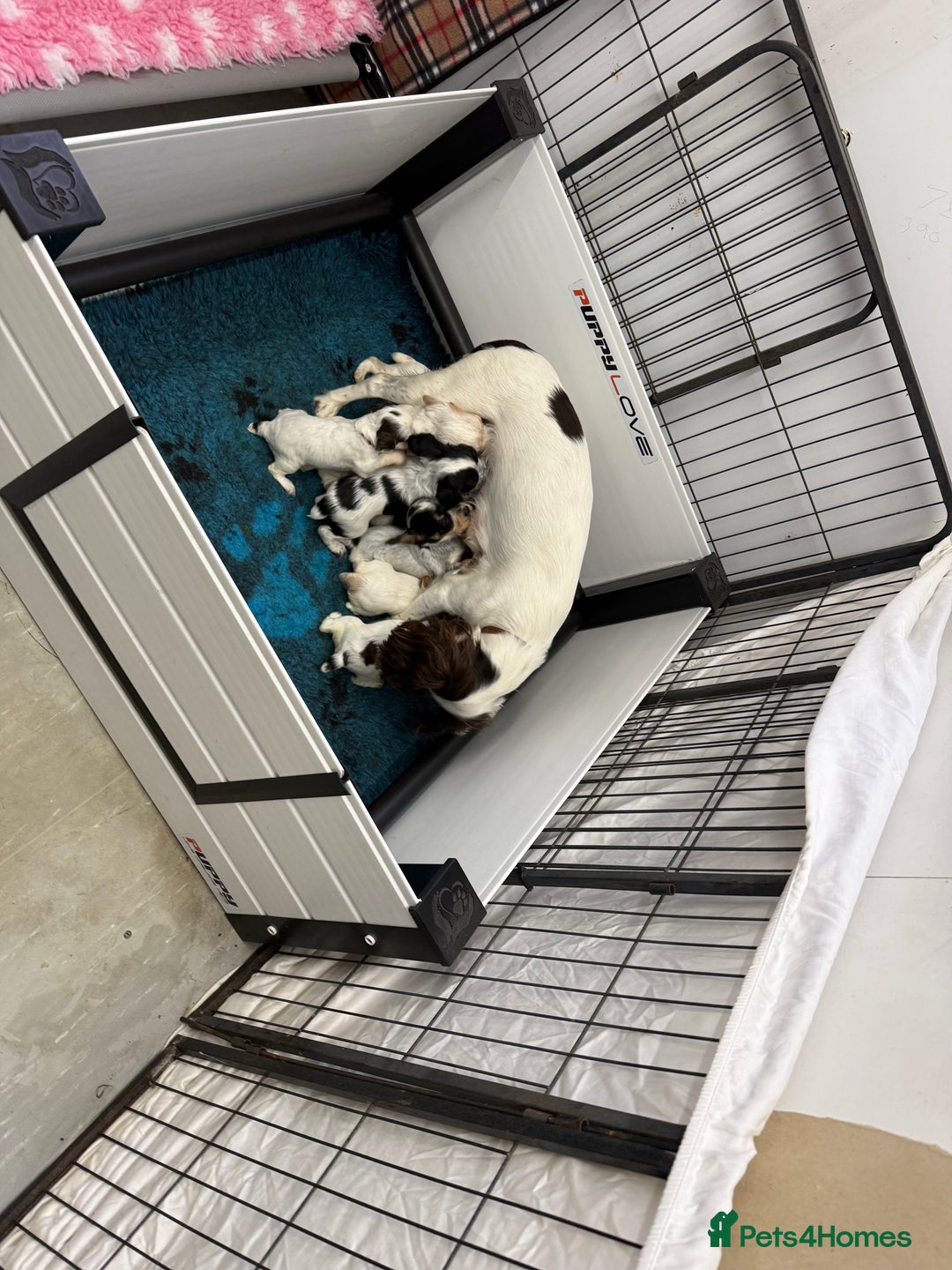 Cocker Spaniel dogs for sale: READY FOR NEW HOMES CAN LEAVE homes health tested  - Image 21