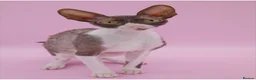 Cornish Rex cats for sale: Champion Cornish Rex girls in Stamford - Advert 2