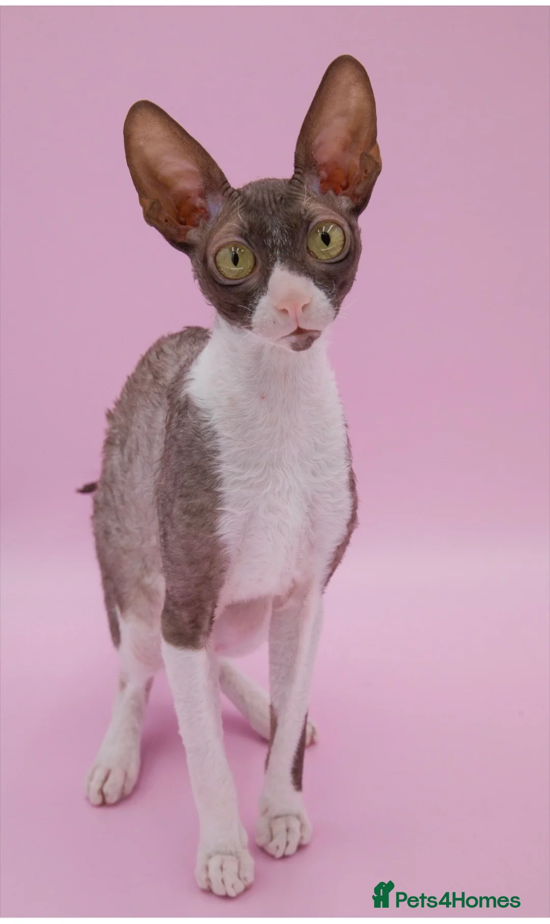 Cornish Rex cats for sale: Champion Cornish Rex girls in Stamford - Advert 2