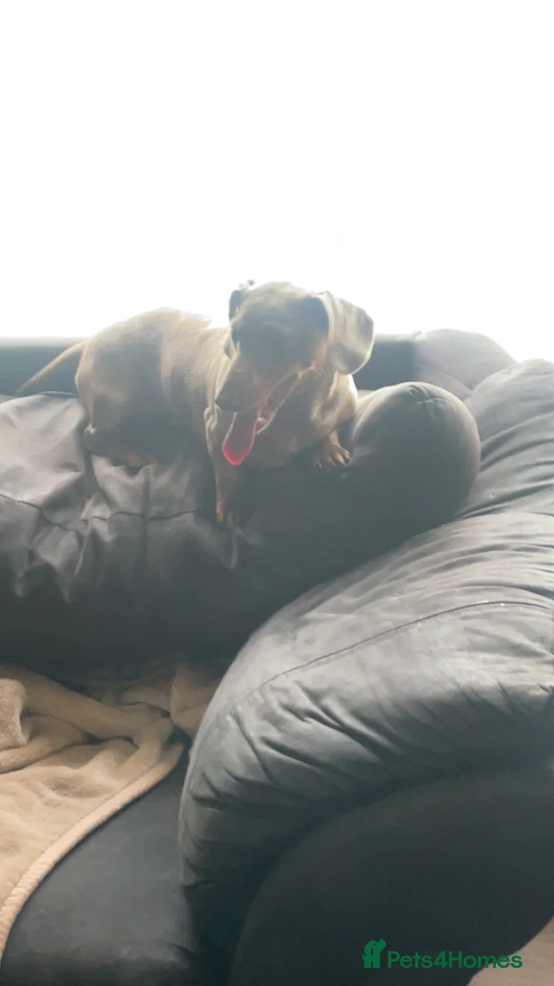 Dachshund dogs for sale: Dachshund  - Advert 2