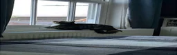 Mixed Breed cats for sale: Cat for rehome - Advert 3