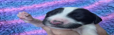 Destrier Rose Brielle - Black/ White Girl