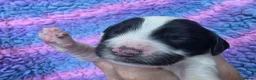 English Springer Spaniel dogs for sale: KC Homebred Health Tested Vet Social Pups 🩷 - Advert 20