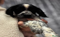 Sprocker dogs for sale: Sprocker puppy male - Advert 1