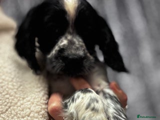 Sprocker dogs Sprocker puppy male - Advert 3