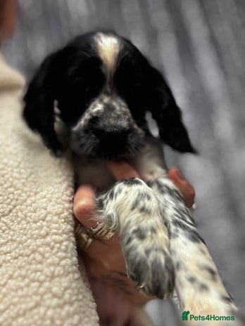 Sprocker dogs Sprocker puppy male - Advert 1