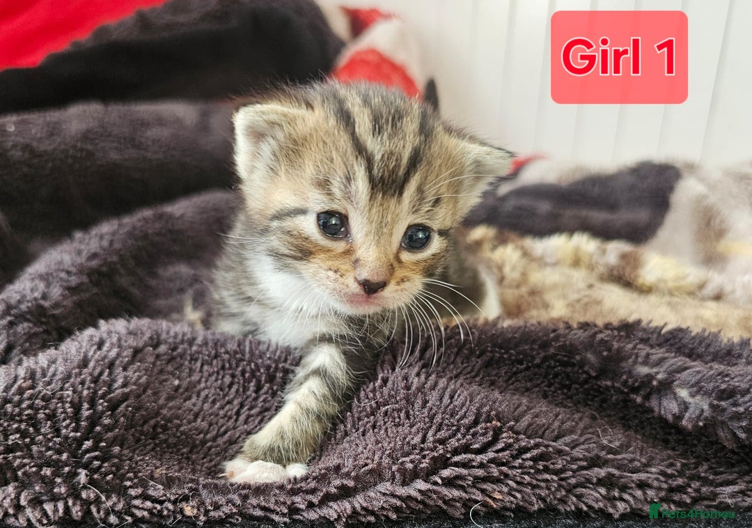 Mixed Breed cats for sale:  Kittens😹🐱😻collection on August 24 and 31. - Image 3
