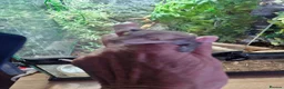 Lizard reptiles for sale: Lizards & Geckos for sale in Wickford - Advert 3