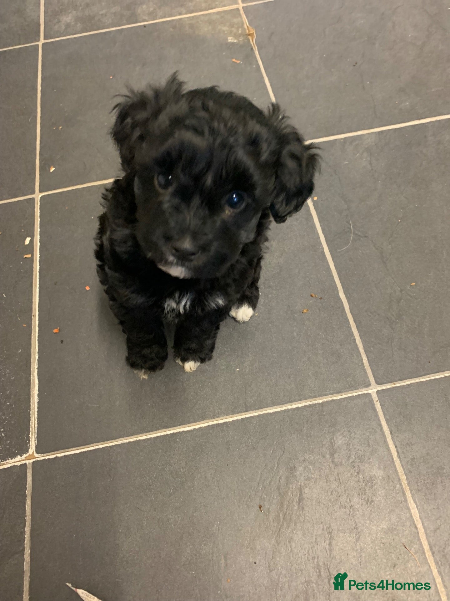 Schnoodle dogs GORGEOUS SCHNOODLE GIRL ONLY  - Advert 8