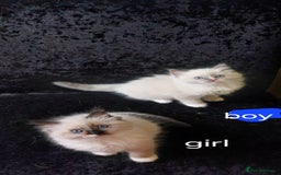 Ragdoll cats for sale: The most beautiful and adorable Ragdoll kittens  - Image 16