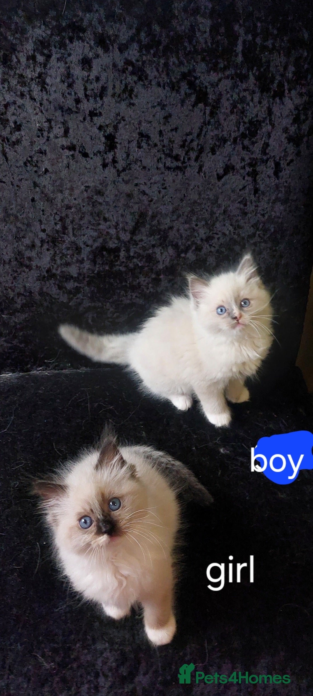 Ragdoll cats for sale: The most beautiful and adorable Ragdoll kittens  - Image 16