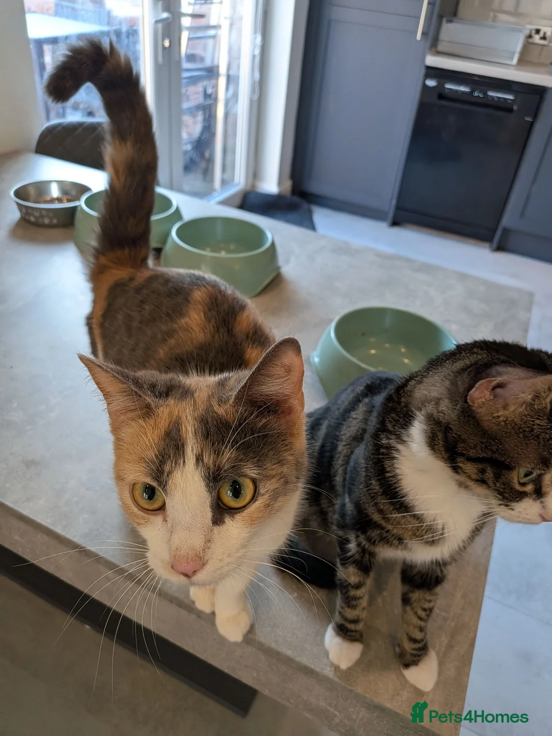 Mixed Breed cats for sale: 2 Cats For New Home - Advert 2
