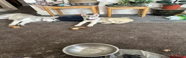 Siberian Husky 4