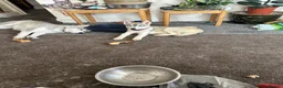 Siberian Husky dogs for sale: 3 Husky Puppies For Sale  - Advert 8