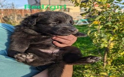 German Shepherd dogs for sale: GSD Puppies Available  - Image 2