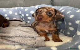 Miniature Dachshund dogs for sale: Chocolate Tan Dapple Healthy Dachshund Puppies - Image 8