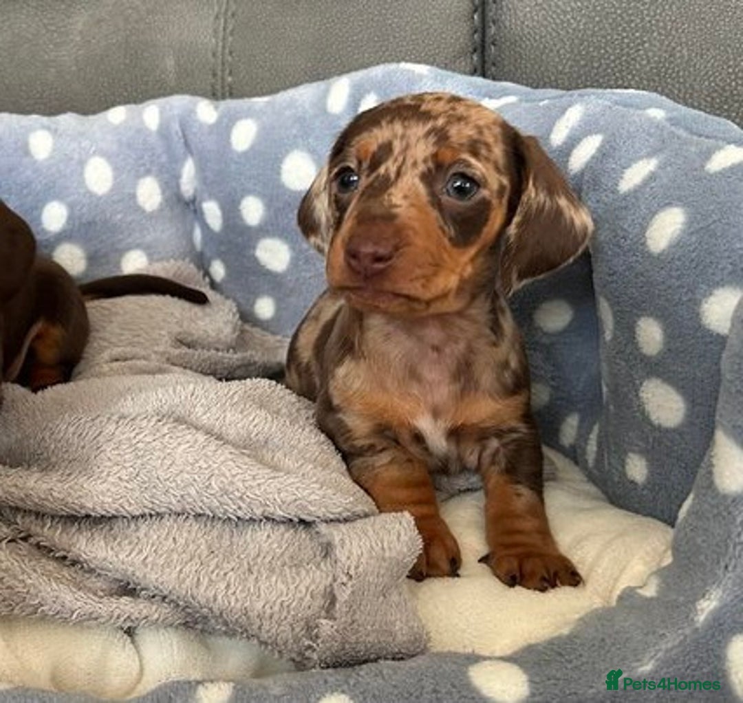 Miniature Dachshund dogs for sale: Chocolate Tan Dapple Healthy Dachshund Puppies - Image 8