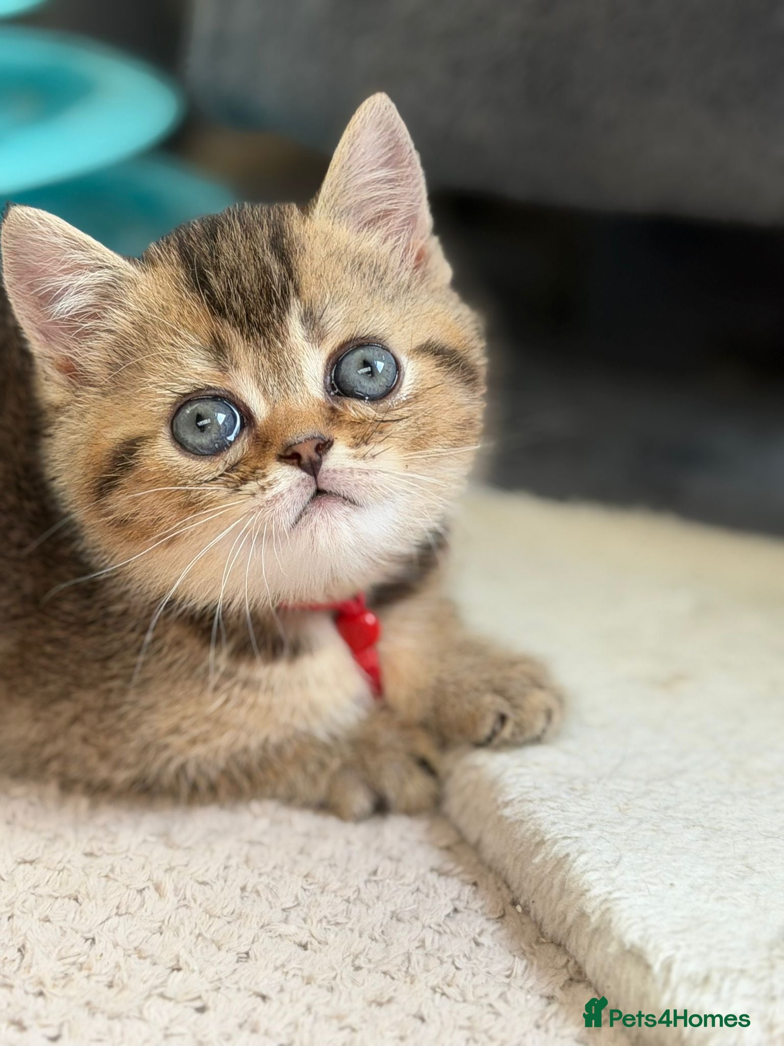 British Shorthair cats ✨5 TICA STUNNING BRITISH SHORTHAIR KITTENS✨ - Advert 7