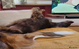 Cocker Spaniel dogs for sale: Riley- chocolate cocker spaniel - Image 4