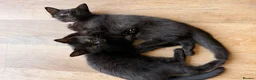 Mixed Breed cats for sale: Black Kittens Ready For Their Forever Homes in Crawley - Advert 4