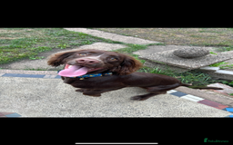 Cocker Spaniel dogs for stud: English cocker spaniel for STUD ONLY - Image 3