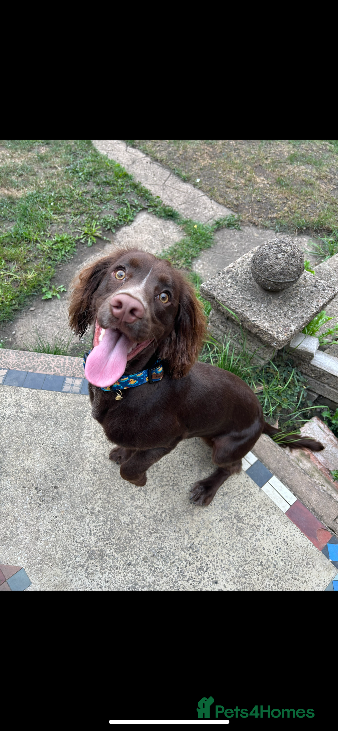 Cocker Spaniel dogs for stud: English cocker spaniel for STUD ONLY - Image 3