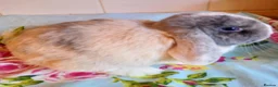 Mini Lop rabbits for sale: Pedigree Mini Lops in Tamworth - Advert 13