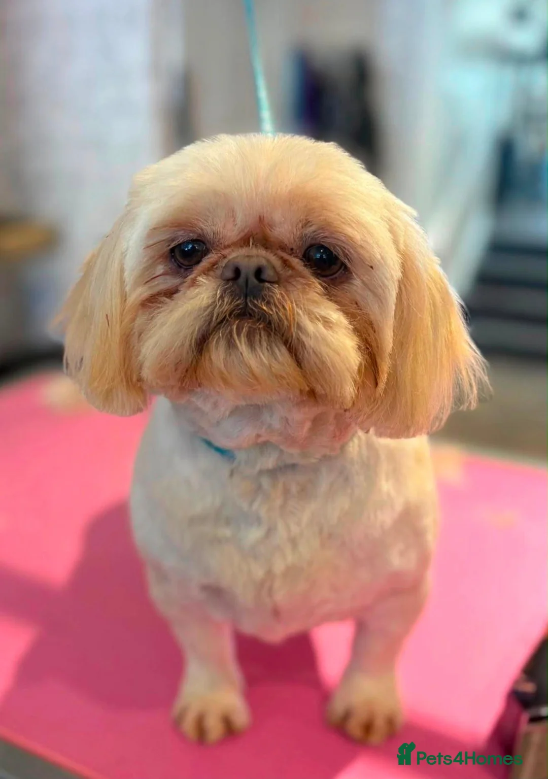 Shih Tzu dogs for sale: Two Blue Cream Shih Tzu Boys  - Advert 11