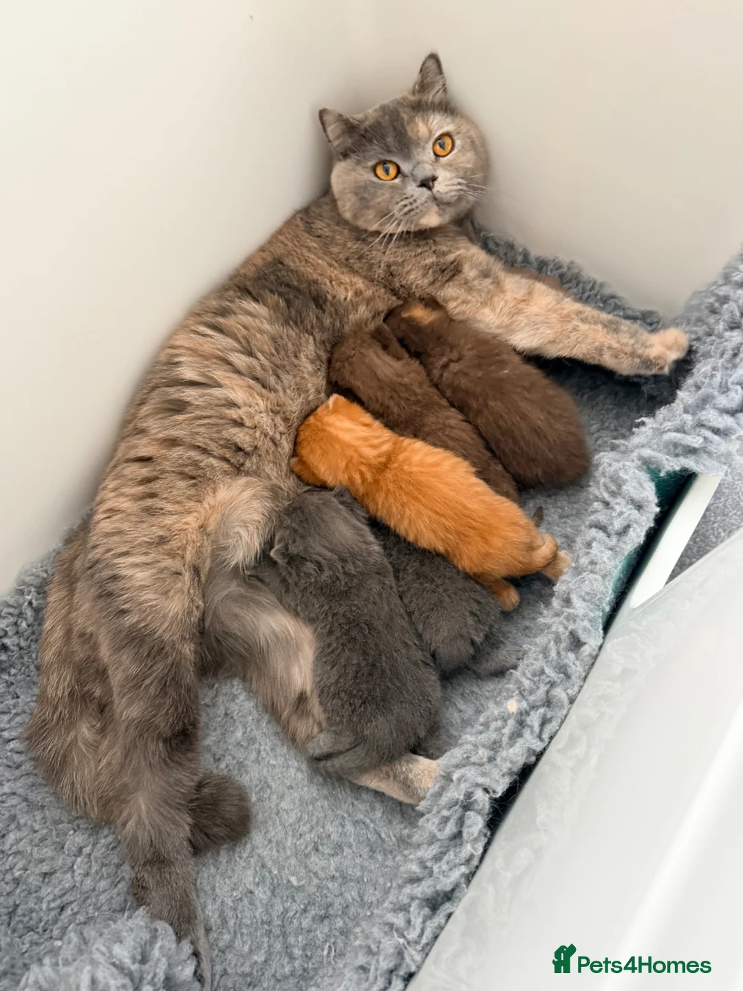 British Shorthair cats for sale: GCCF registered blue male kitten in Barnstaple - Advert 7