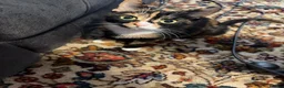 Mixed Breed cats for sale: Little girl  - Advert 2