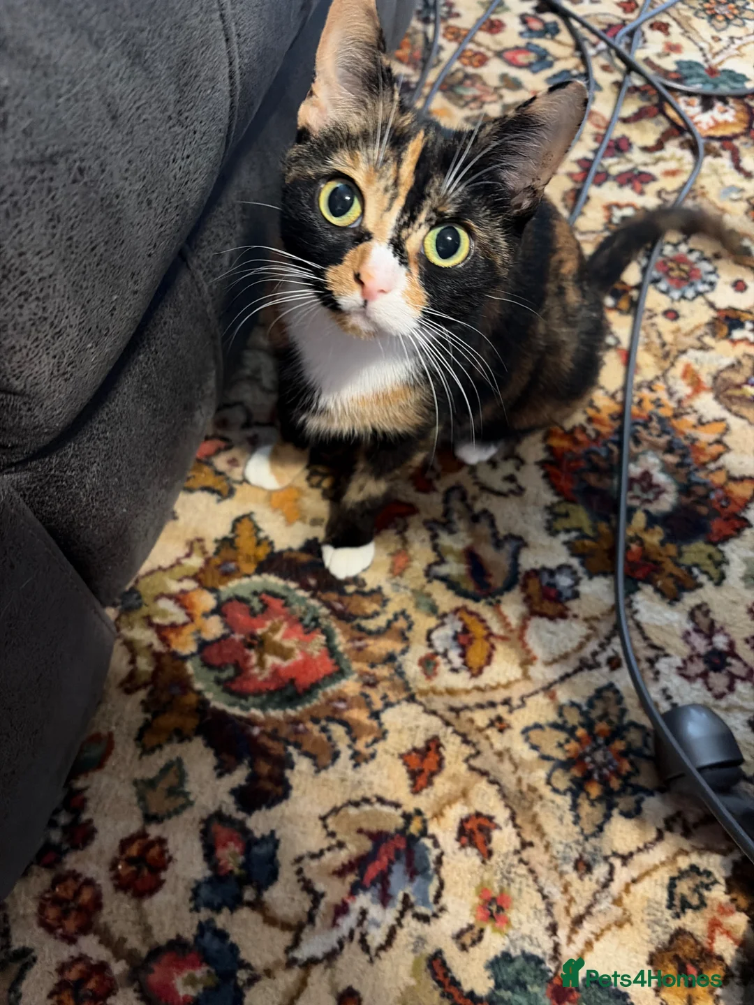 Mixed Breed cats for sale: Little girl  - Advert 2