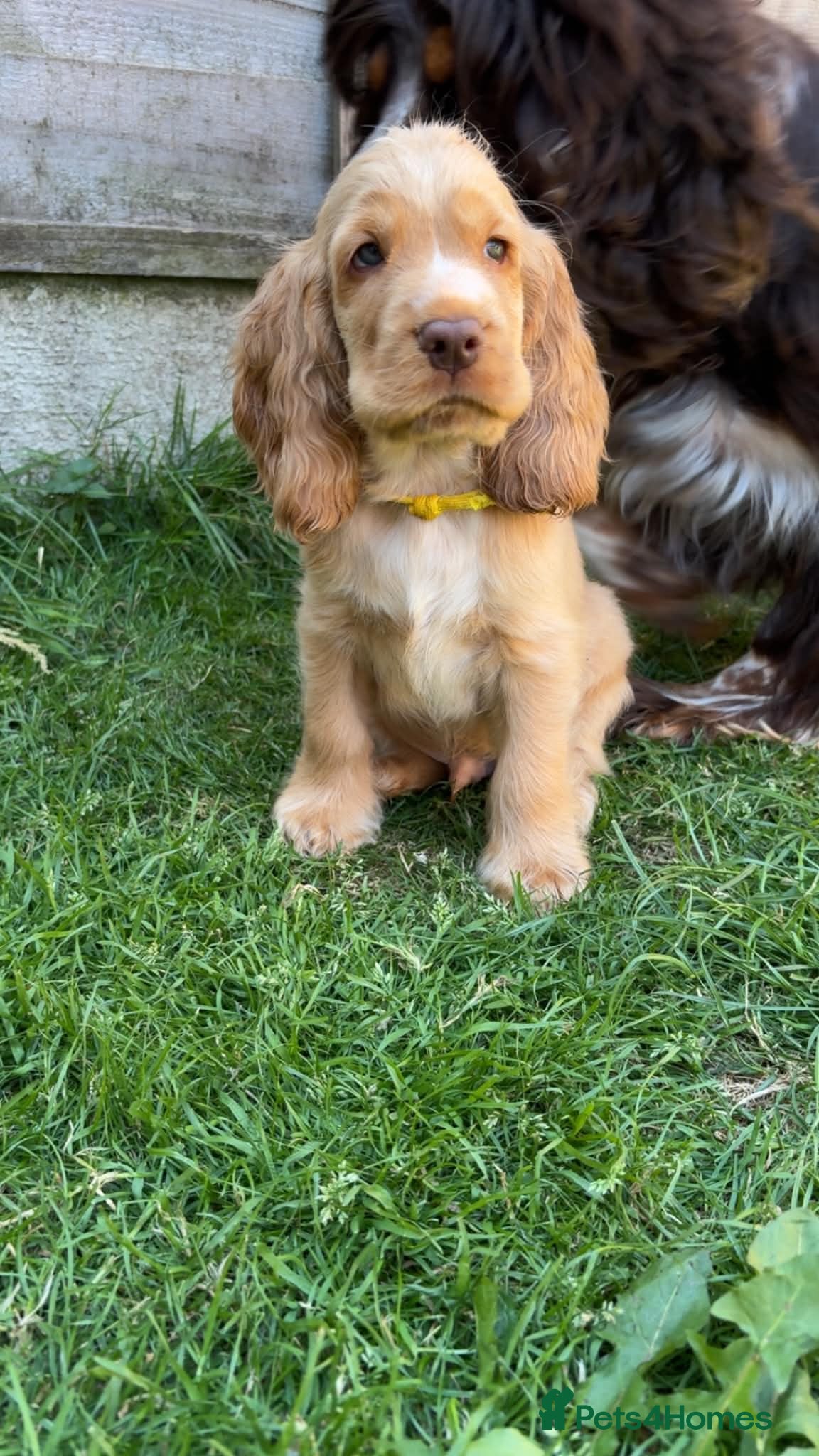 Cocker Spaniel dogs Show type KC registered cocker spaniels  - Advert 2